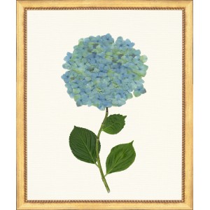 TLC- HYDRANGEA 10  20 X 24